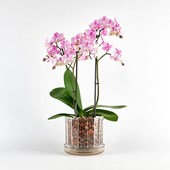 vaso-orchidee-orchitop-scoop-ambiente.jpg