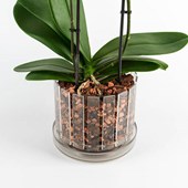 vaso-orchidee-orchitop-scoop-ambiente-01.jpg