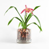 vaso-orchidee-orchitop-scoop-ambiente-02.jpg