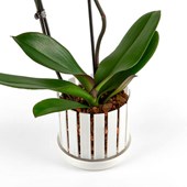 vaso-orchidee-orchitop-scoop-ambiente-08.jpg