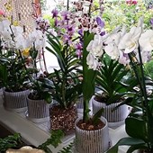 vasi-orchidee-orchitop-ambiente.jpg