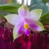 vaso-orchidea-orchitop-medium-ambiente.jpg