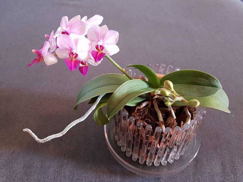 Vaso e sottovaso per orchidee S colore verde