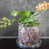 set-vaso-orchidee-orchitop-medium-trasparente.jpg