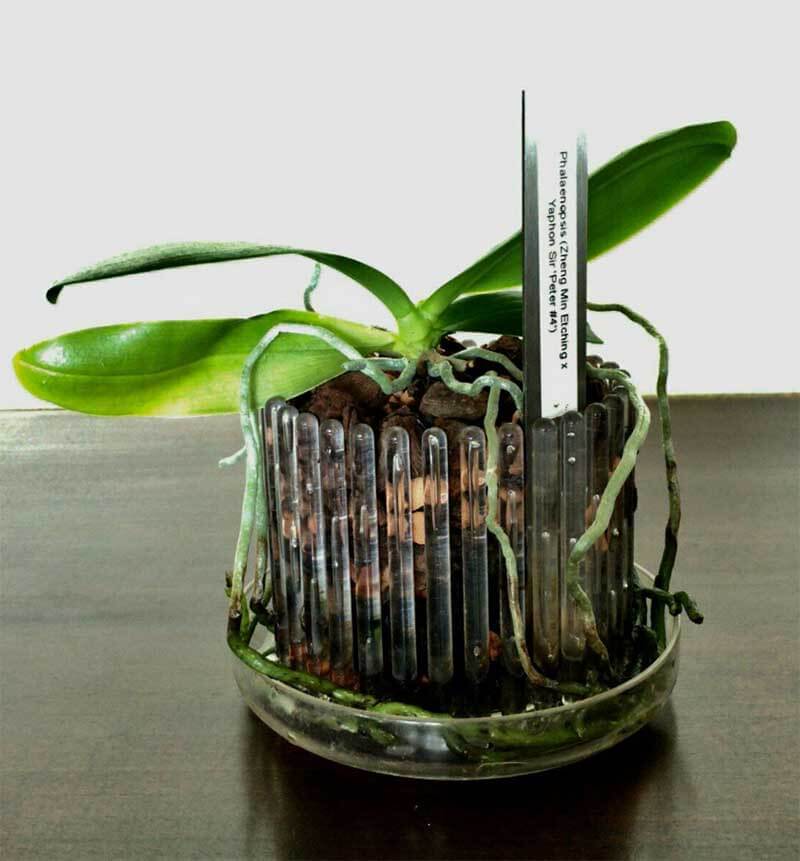 Vaso e sottovaso per orchidee S colore bordeaux