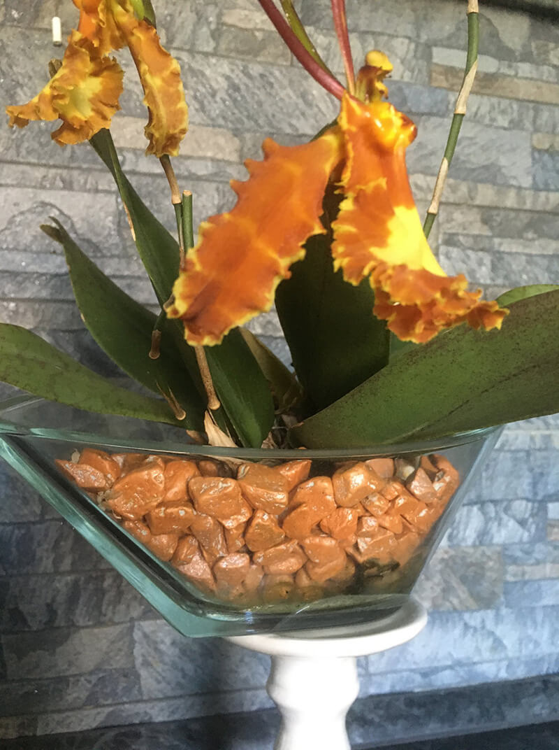 Substrato granulare per orchidee 4-8 mm colore oro