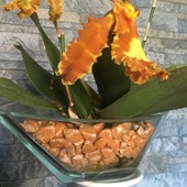 psychopsis-mariposa-colomi-arancio.jpg