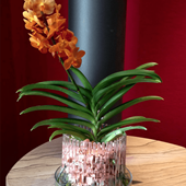 vanda-colomi-granulato.png