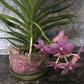 vanda-colomi-rosa.jpg
