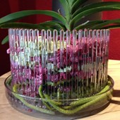 vanda-granulato-colomi-orchitop.jpg