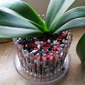 substrato-orchidee-colomi-vaso-orchitop-04.jpg