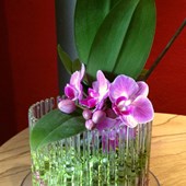 substrato-orchidee-colomi-vaso-orchitop-05.jpg