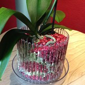 substrato-orchidee-colomi-vaso-orchitop-08.jpg