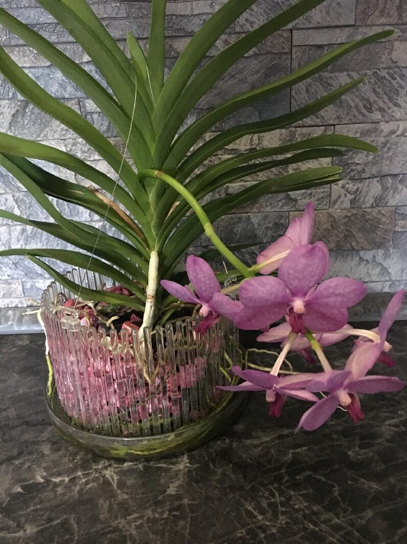 Vaso e sottovaso per orchidee S colore verde