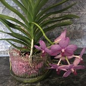 substrato-colomi-vaso-orchitop-large-vanda.jpg