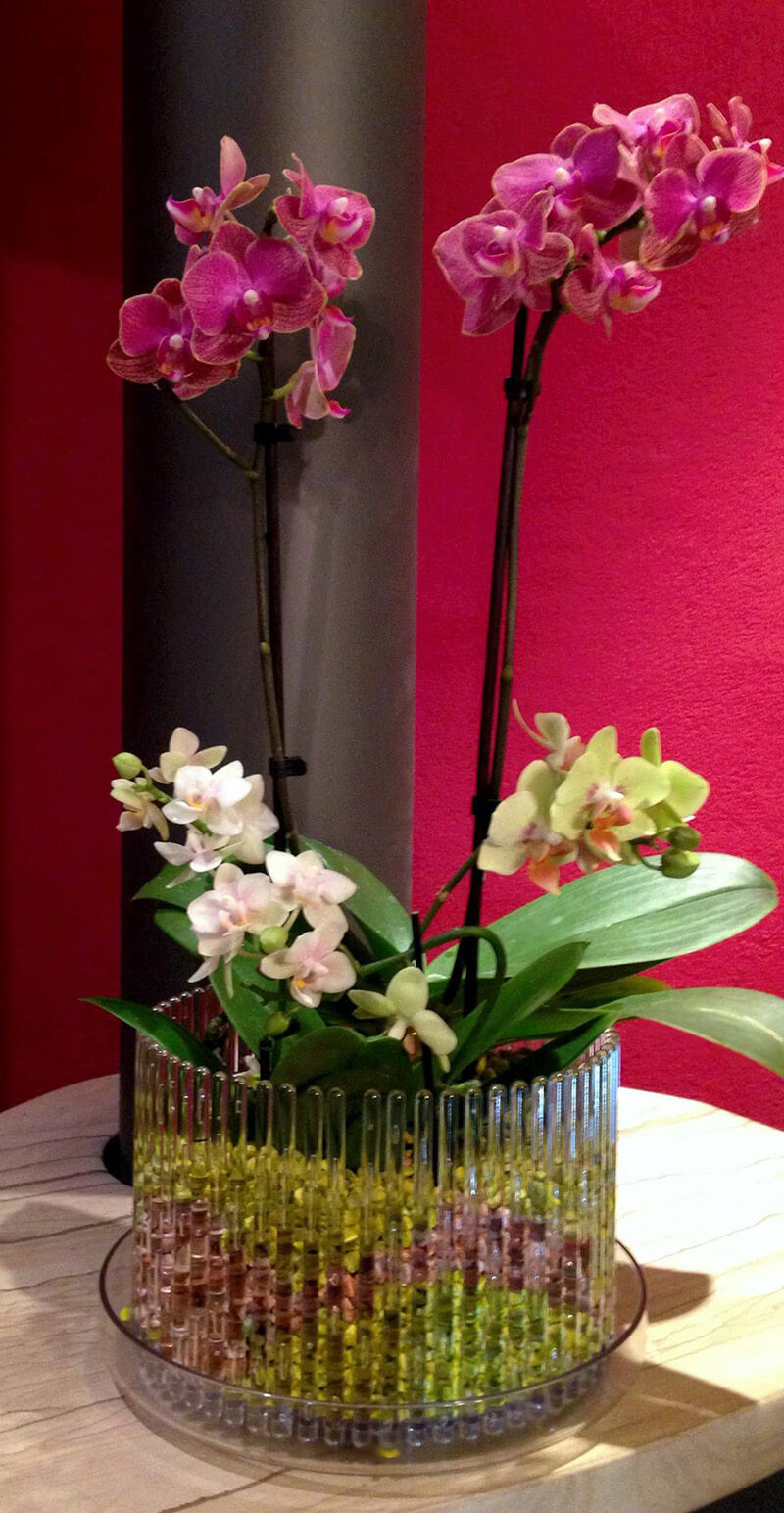 Vaso verde acido ceramica per orchidee, shop online vasi piante e fiori