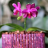 set-vaso-orchidea-orchitop-medium-rosa.jpg