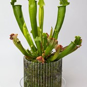 vaso-orchitop-medium-pianta-carnivora.jpg