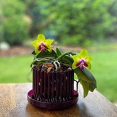 vaso-orchitop-bordeaux-small-phal.jpg