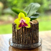 vaso-orchitop-grigio-small-phal.jpg