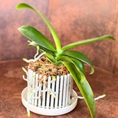 vaso-orchitop-small-bianco-radici.jpg