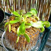 vaso-orchitop-small-pianta-carnivora.jpg