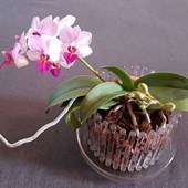 vaso-orchitop-small-trasparente-orchidea-01.jpg