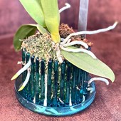 vaso-orchitop-small-turchese-radici.jpg