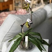 vaso-orchitop-trasparente-orchidea-small-ambiente.jpg