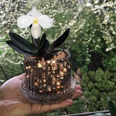 set-vaso-orchidea-orchitop-small.jpg