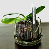 set-vaso-sottovaso-orchidee-orchitop-small-trasparente.jpg