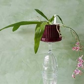 set-vaso-sottovaso-orchitop-small-bordeaux.jpg