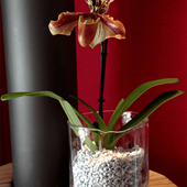granuli-orchidee-colomi-paphiopedilum-02.png