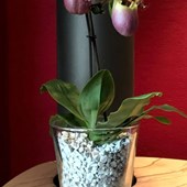 granuli-orchidee-colomi-paphiopedilum.jpg