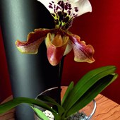 granuli-orchidee-colomi-paphiopedilum-01.jpg