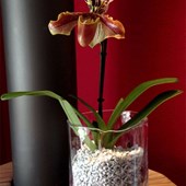granuli-orchidee-colomi-paphiopedilum-02.jpg