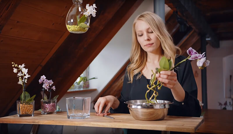 Video Colomi il substrato fertilizzante per orchidee e altre piante