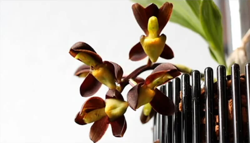 Video Orchitop Slideshow