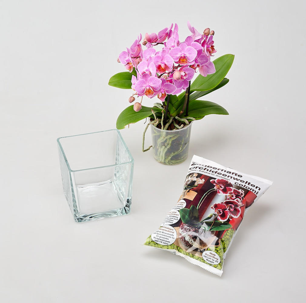 Svaso orchidea in vaso di vetro e Colomi