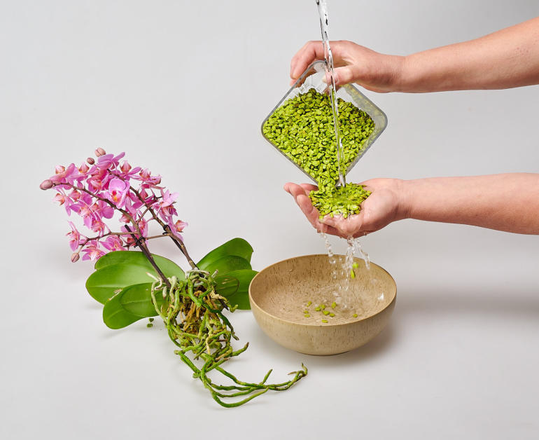 Pulizia del vaso di vetro e rinvaso in Colomi