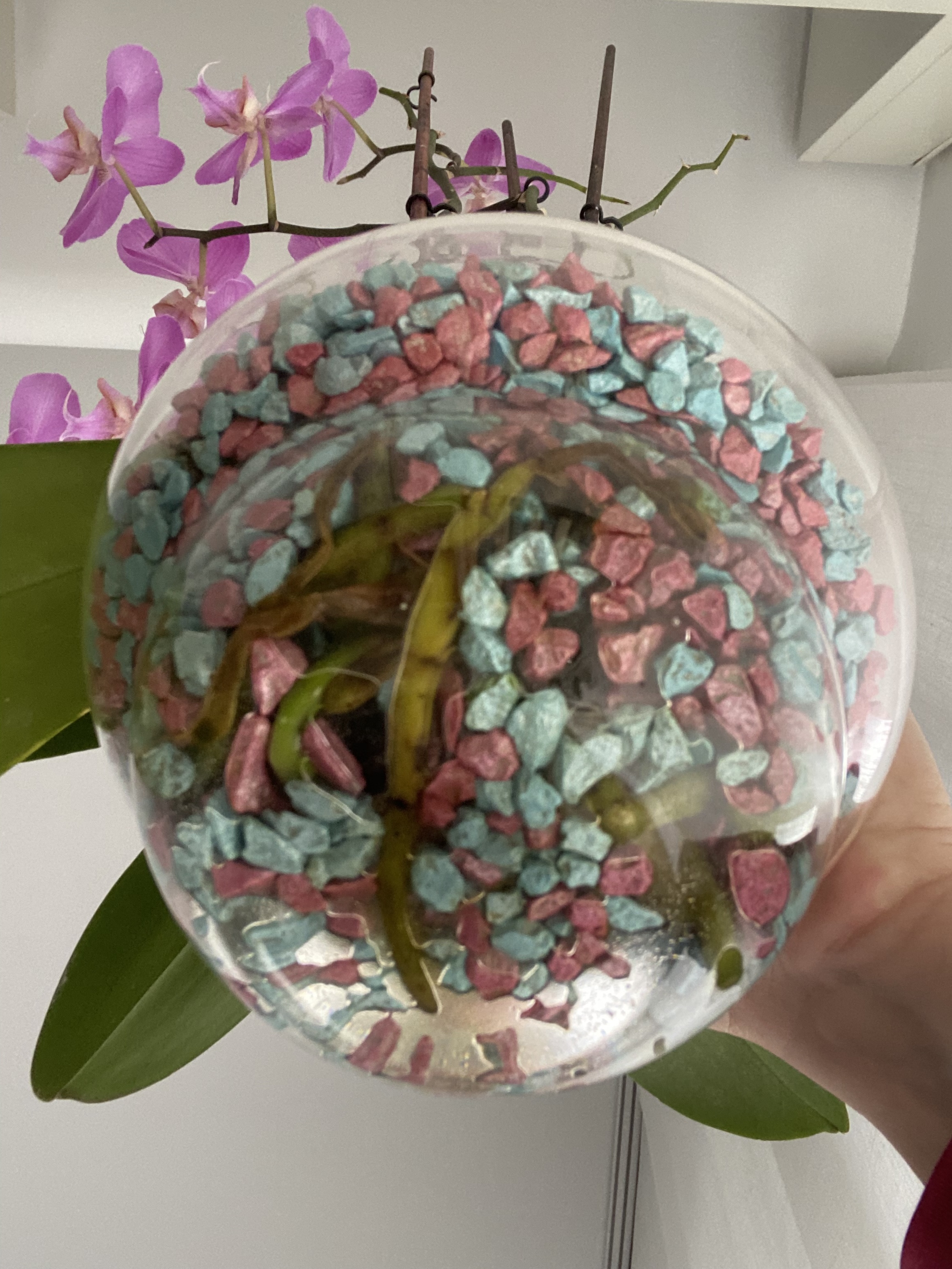 Bagnare con vasi di vetro e substrato Colomi