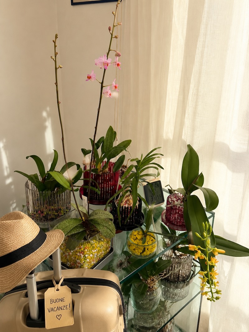 Istruzioni per le tue orchidee in Colomi e Orchitop quando vai in vacanza