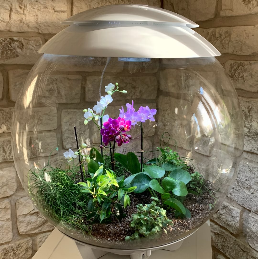 Granuli per orchidee Colomi marrone terra: la scelta naturale per acquari e terrari di design