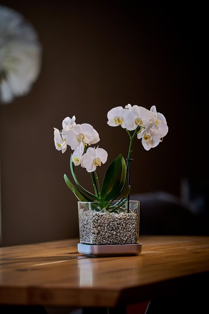 Colomi per orchidee caratteristiche principali